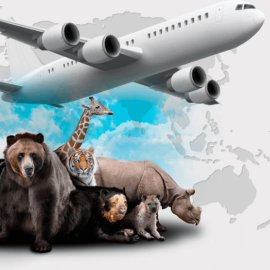 Animal transport with air freight